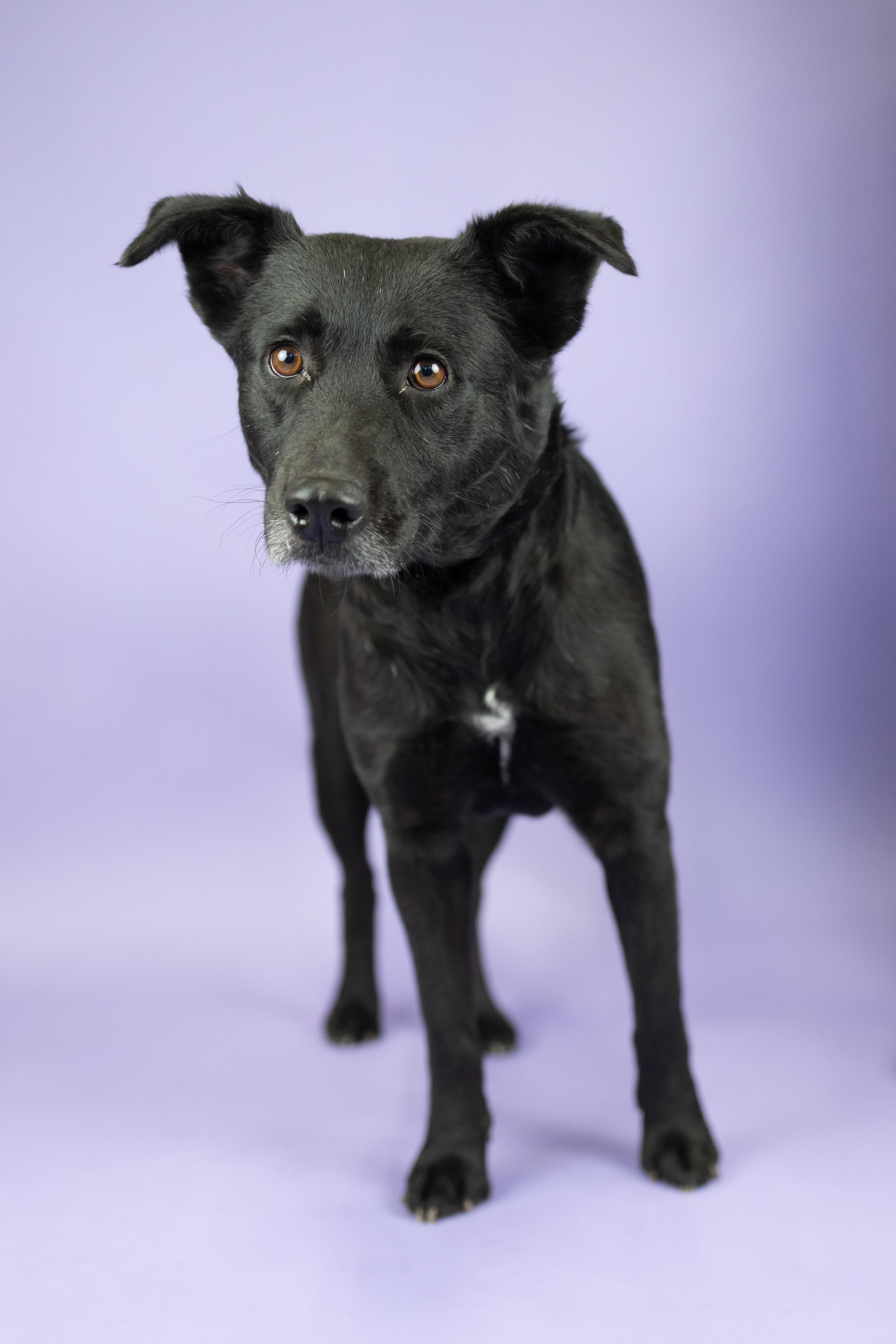 Enlarge Reya, a Adoptable mixed breed in Portland, OR image 1/1