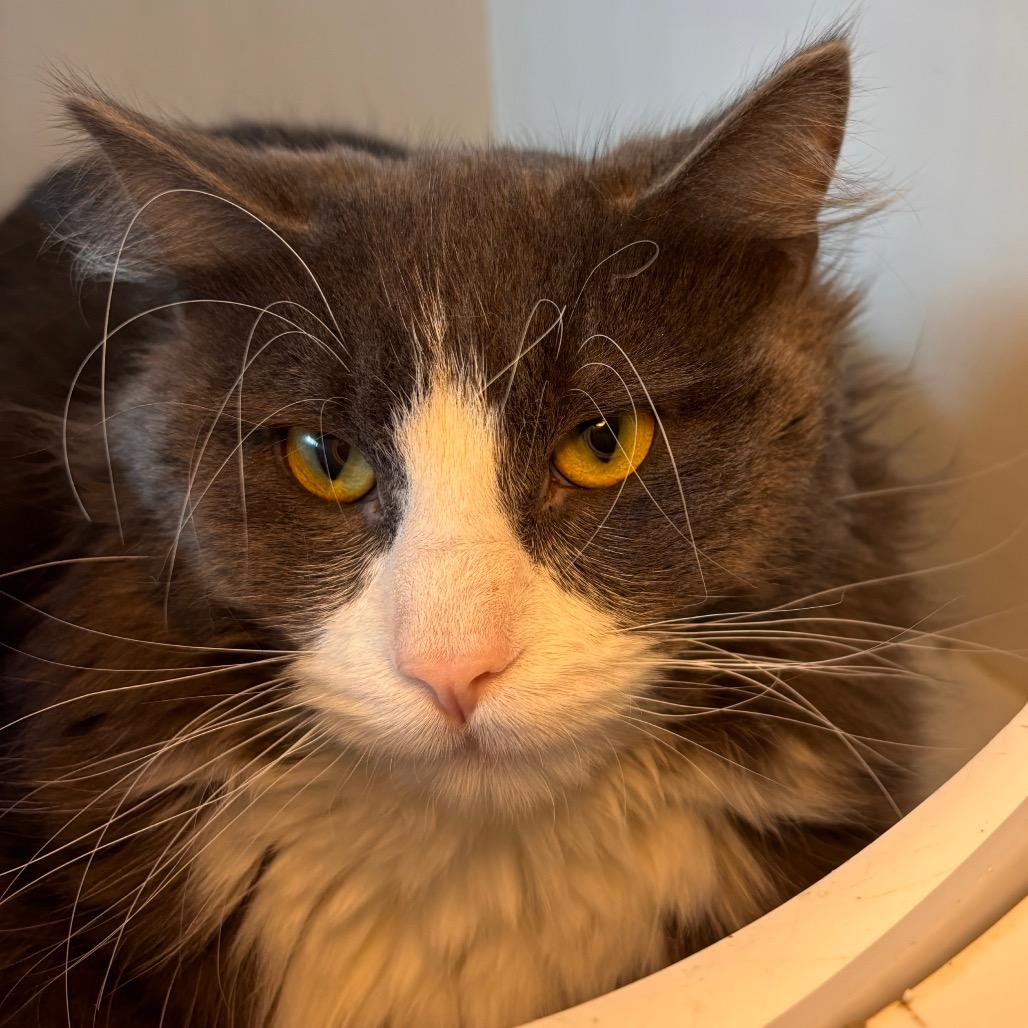 Stinky, Adoptable, Adult Male Domestic Long Hair.