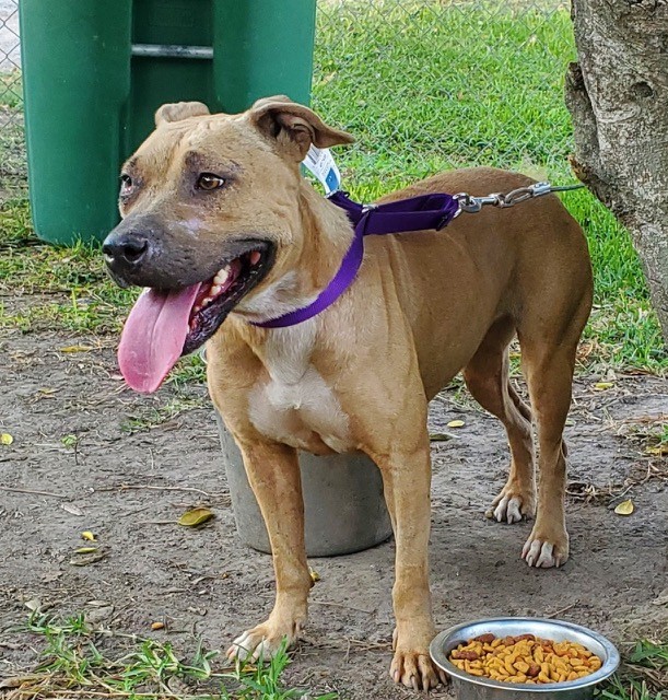 Enlarge Josie, a Adoptable Mixed Breed in Westport, NY image 1/5