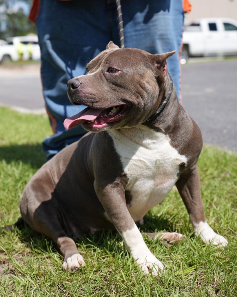 Enlarge Lena, a Adoptable mixed breed in Springfield, GA image 2/6