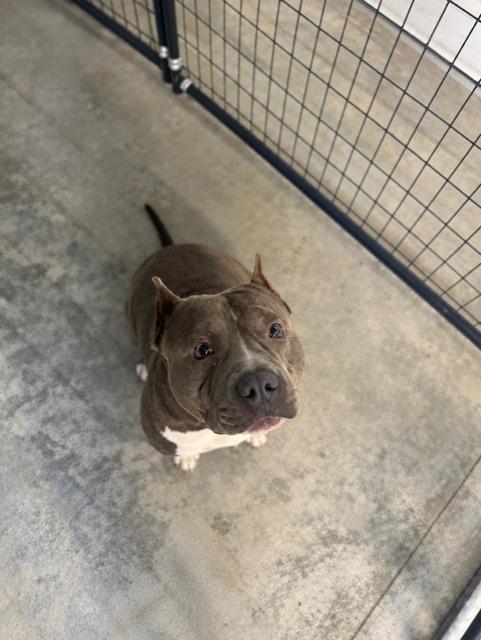 Enlarge Lena, a Adoptable mixed breed in Springfield, GA image 3/6