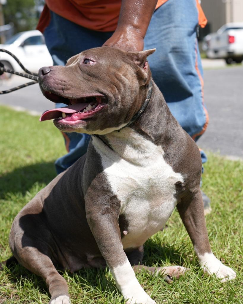 Enlarge Lena, a Adoptable mixed breed in Springfield, GA image 4/6