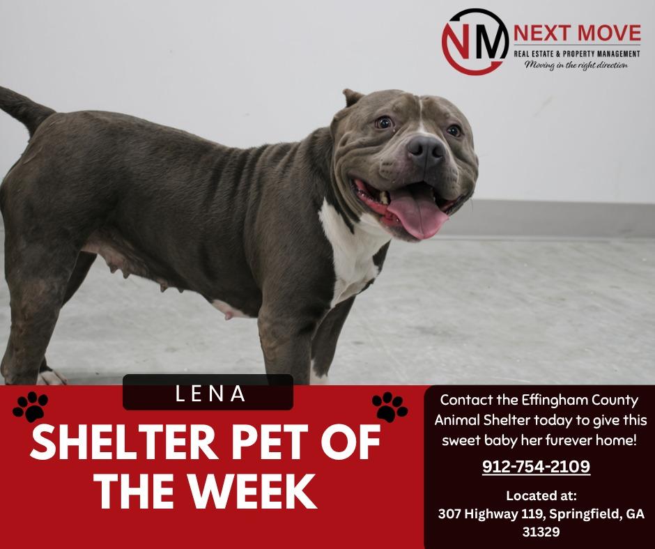 Enlarge Lena, a Adoptable mixed breed in Springfield, GA image 5/6
