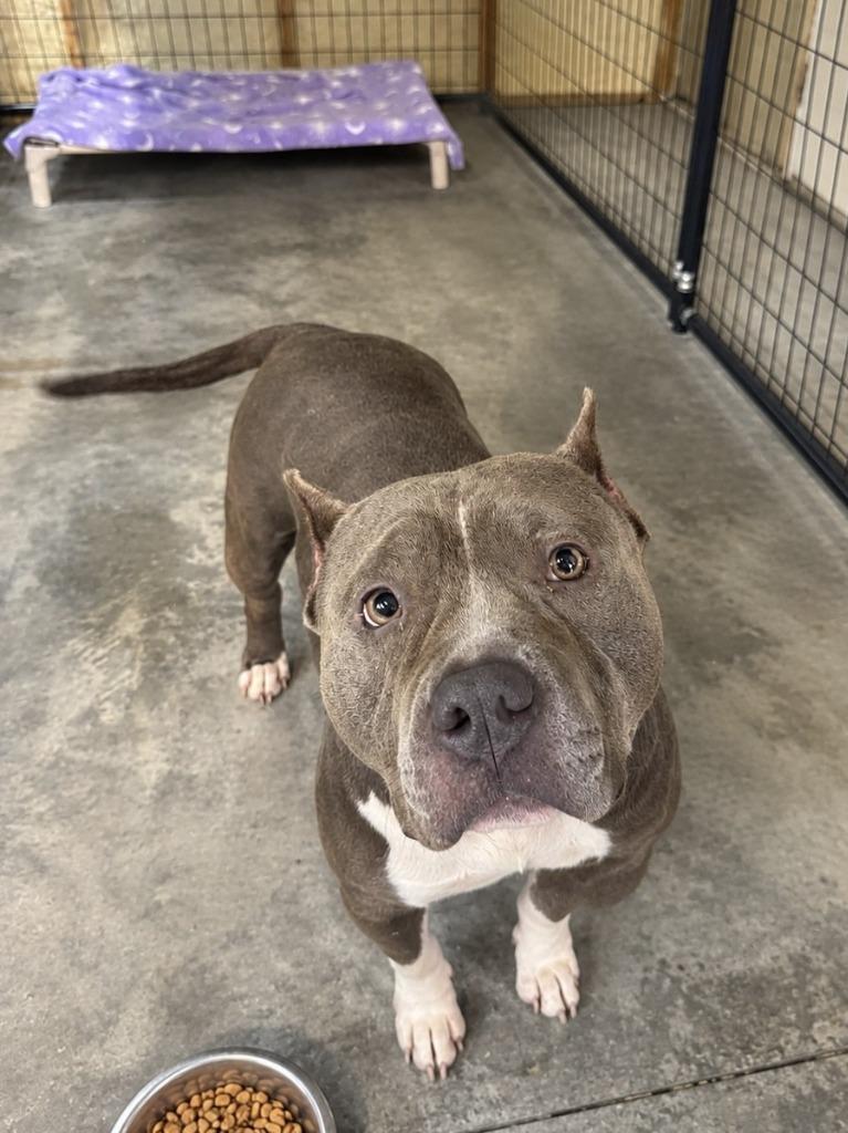 Enlarge Lena, a Adoptable mixed breed in Springfield, GA image 6/6