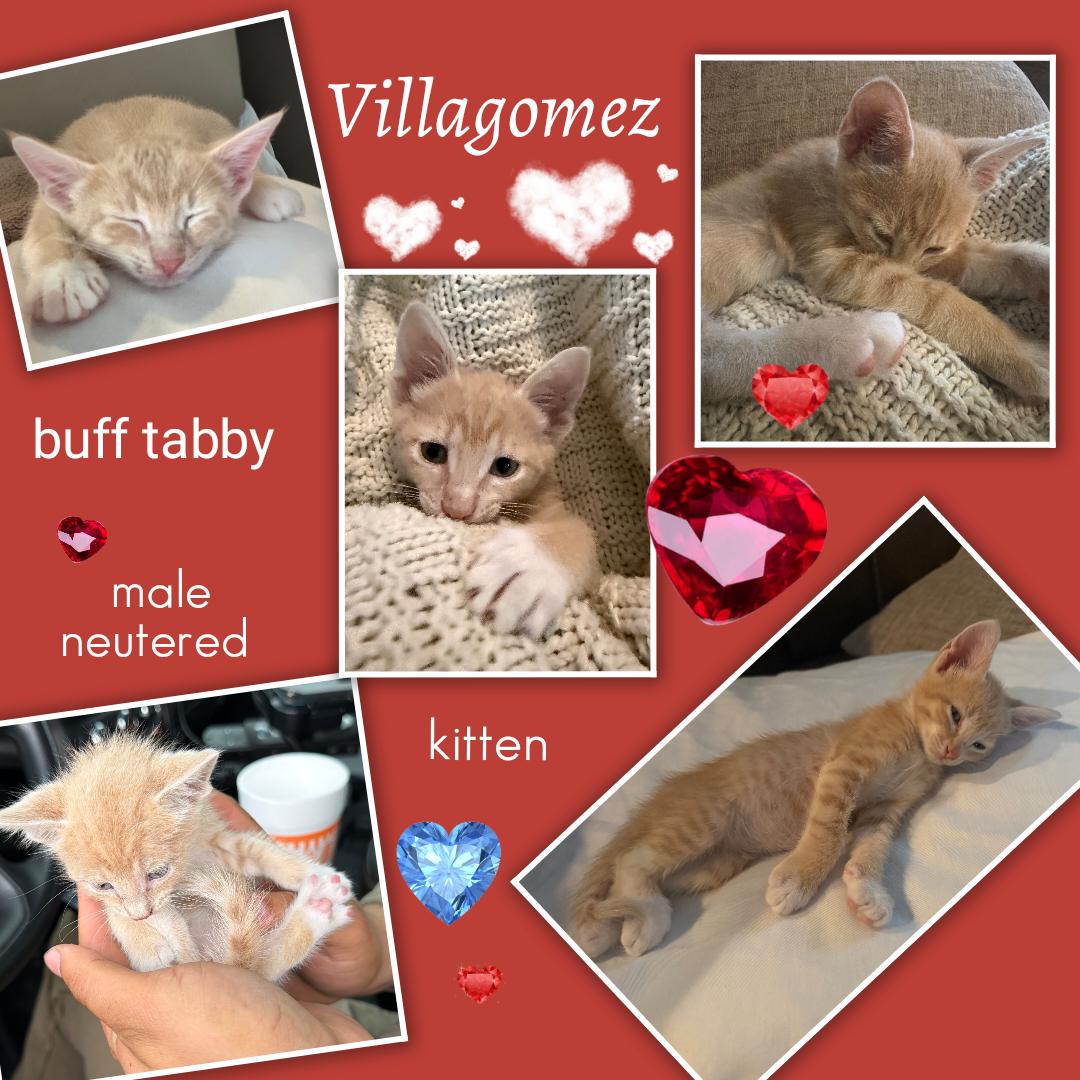 Enlarge Villagomez BR14612-T, a Adopted mixed breed in Burlington, WA image 6/6