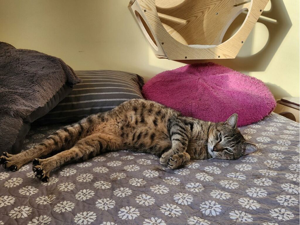 Cat for adoption Greg, a Domestic Short Hair in Warminster, PA