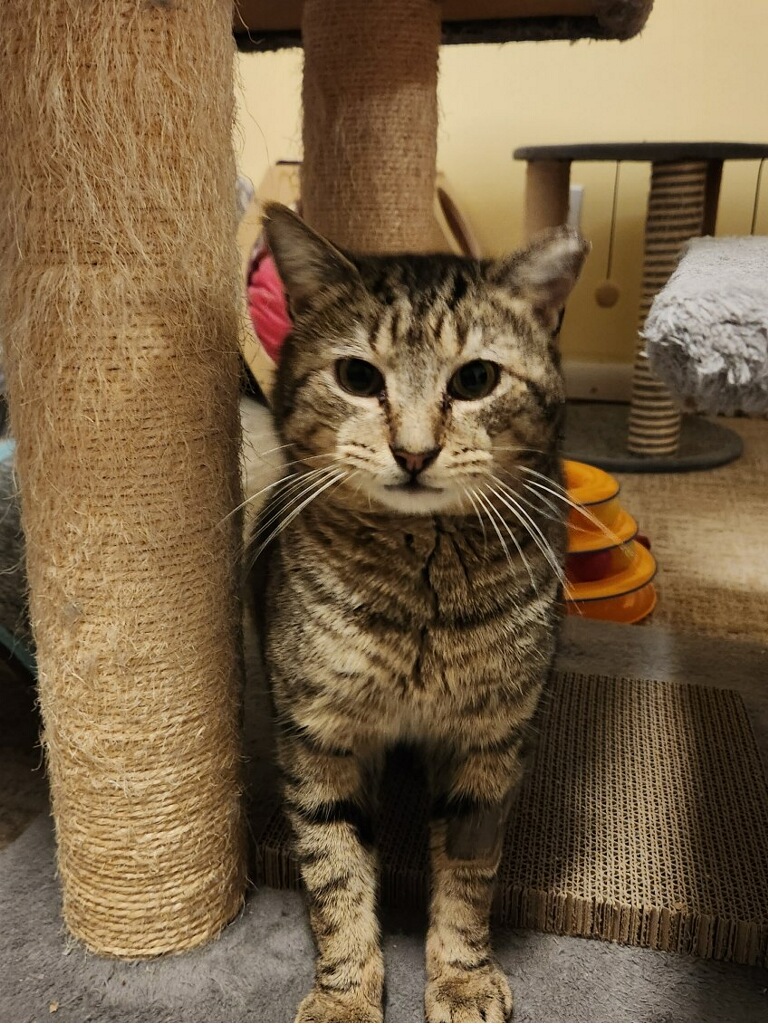 Cat for adoption Greg, a Domestic Short Hair in Warminster, PA