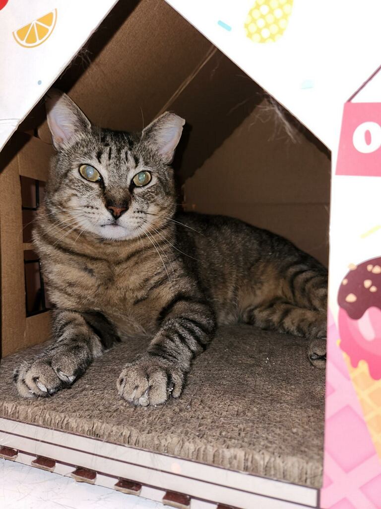 Cat for adoption Greg, a Domestic Short Hair in Warminster, PA