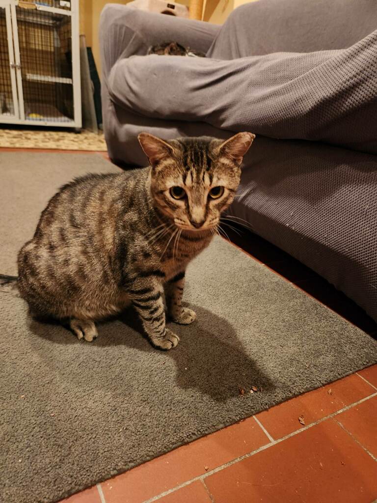 Cat for adoption Greg, a Domestic Short Hair in Warminster, PA