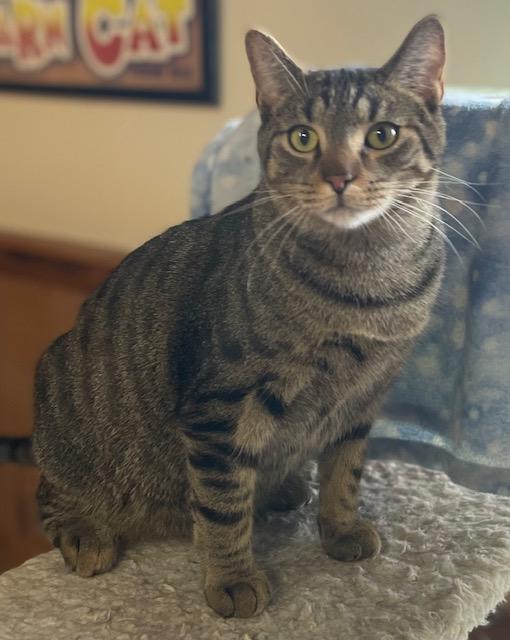 Mr Robert Crawley (bonded with Mr Carson, Adoptable, Young Male Domestic Short Hair.