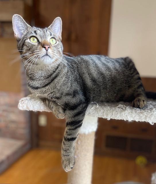 Enlarge Mr Robert Crawley (bonded with Mr Carson, a Adoptable Domestic Short Hair in Salem, OH image 3/5