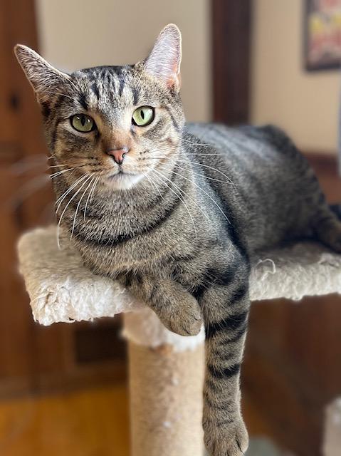 Enlarge Mr Robert Crawley (bonded with Mr Carson, a Adoptable Domestic Short Hair in Salem, OH image 4/5