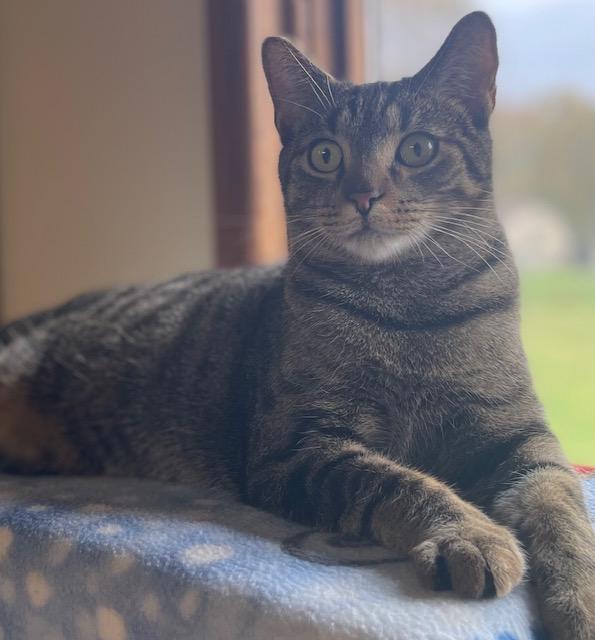 Enlarge Mr Robert Crawley (bonded with Mr Carson, a Adoptable Domestic Short Hair in Salem, OH image 2/5