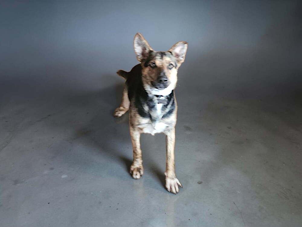 Enlarge Sapphire - In Training, a Adoptable German Shepherd Dog in Elkhart , IN image 1/6