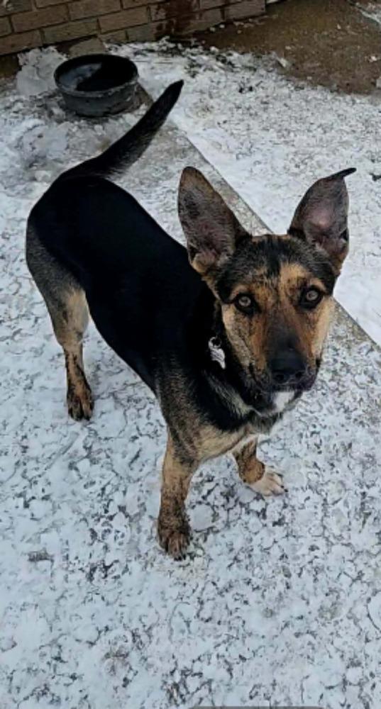 Enlarge Sapphire - In Training, a Adoptable German Shepherd Dog in Elkhart , IN image 2/6