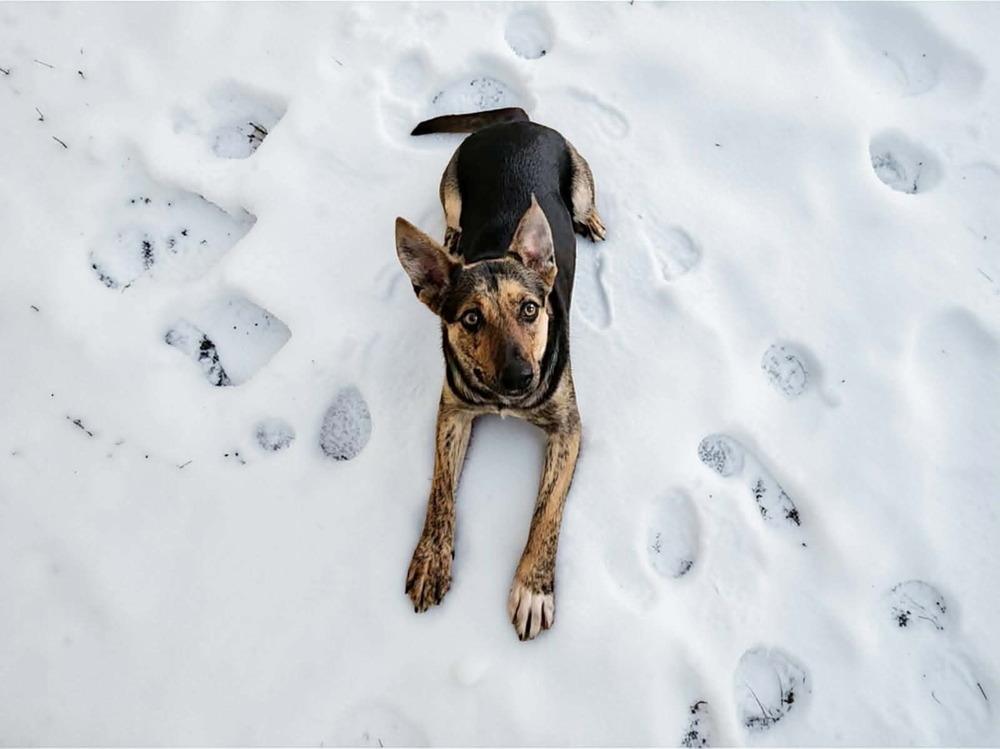 Enlarge Sapphire - In Training, a Adoptable German Shepherd Dog in Elkhart , IN image 3/6