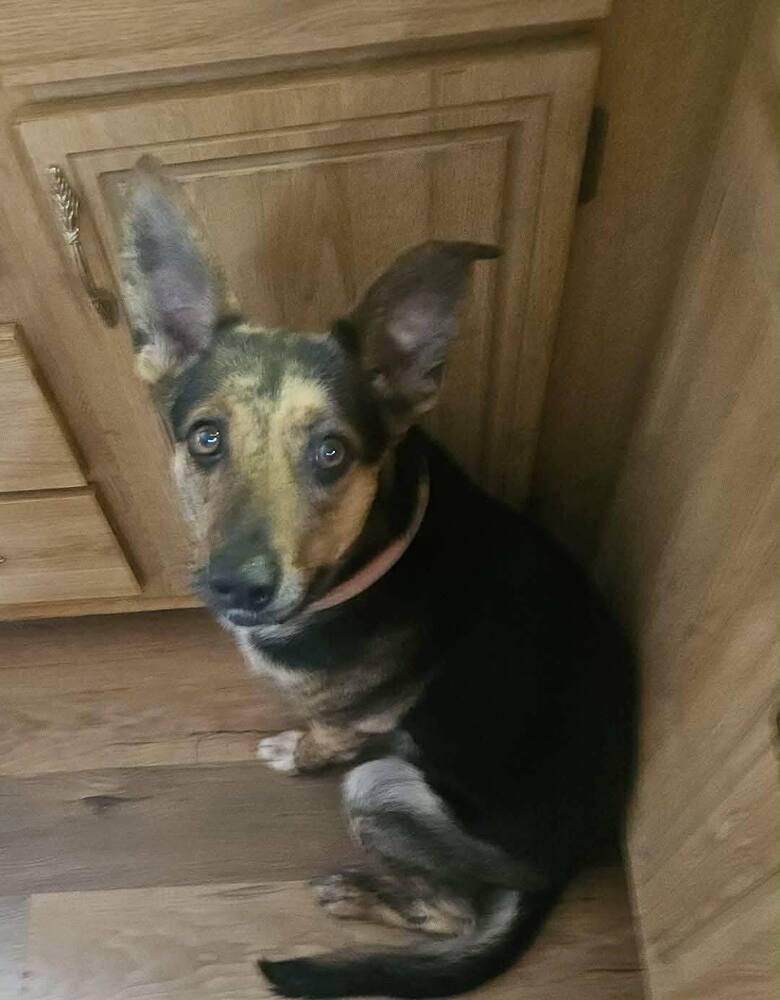 Enlarge Sapphire - In Training, a Adoptable German Shepherd Dog in Elkhart , IN image 4/6