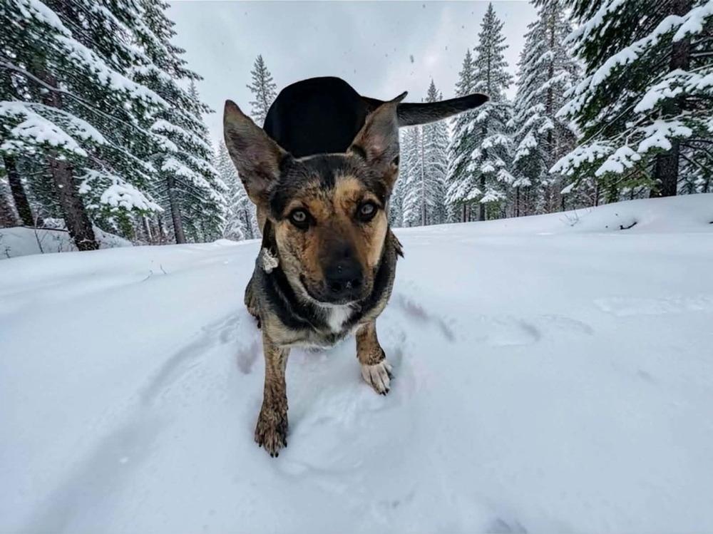 Enlarge Sapphire - In Training, a Adoptable German Shepherd Dog in Elkhart , IN image 6/6