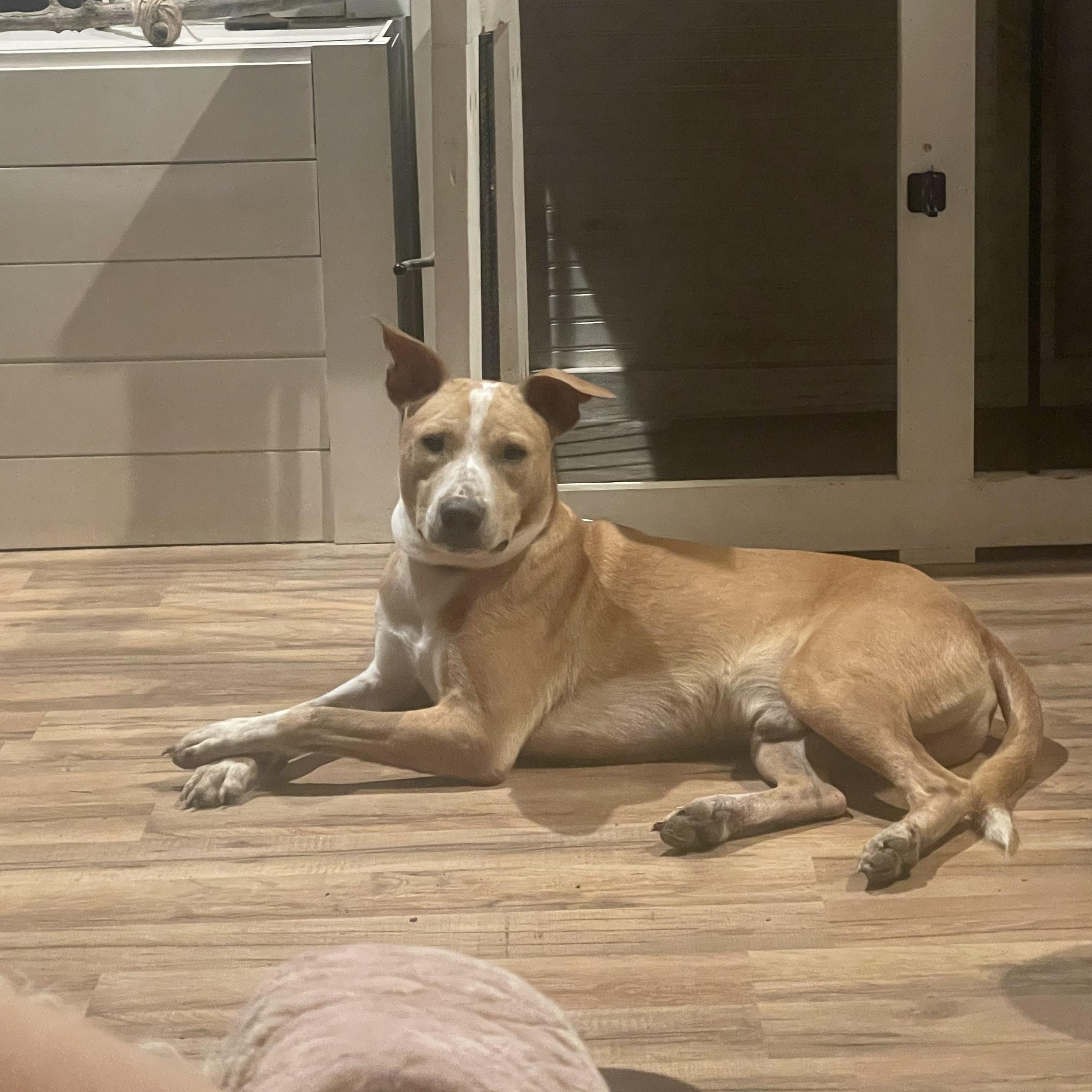 Toast, Adoptable, Young Male Basenji.