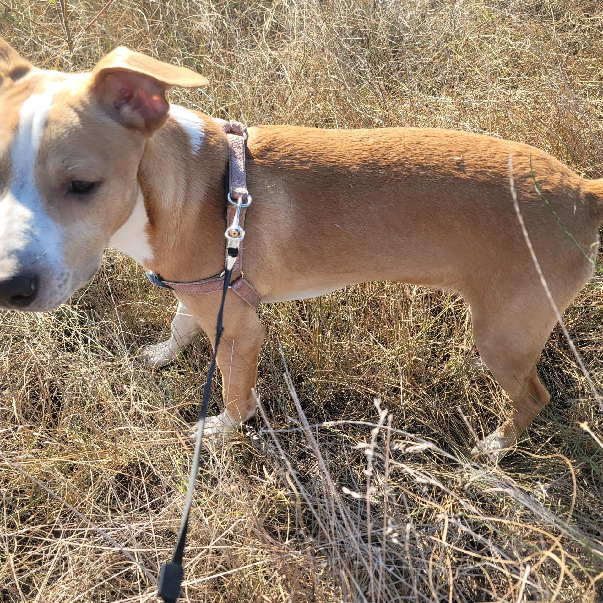 Toast, a Adoptable Basenji in Royse City, TX image 2/5