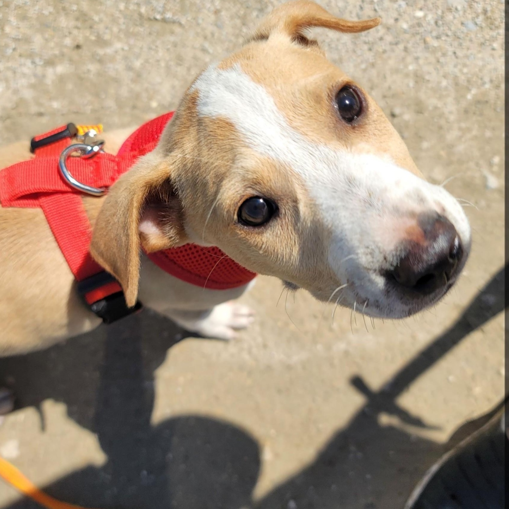 Toast, a Adoptable Basenji in Royse City, TX image 5/5