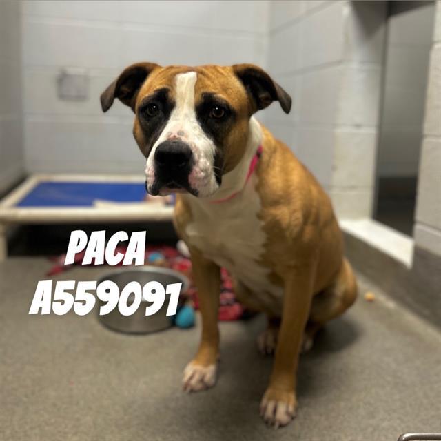 Enlarge PACA, a Adoptable mixed breed in Huntsville, AL image 1/1