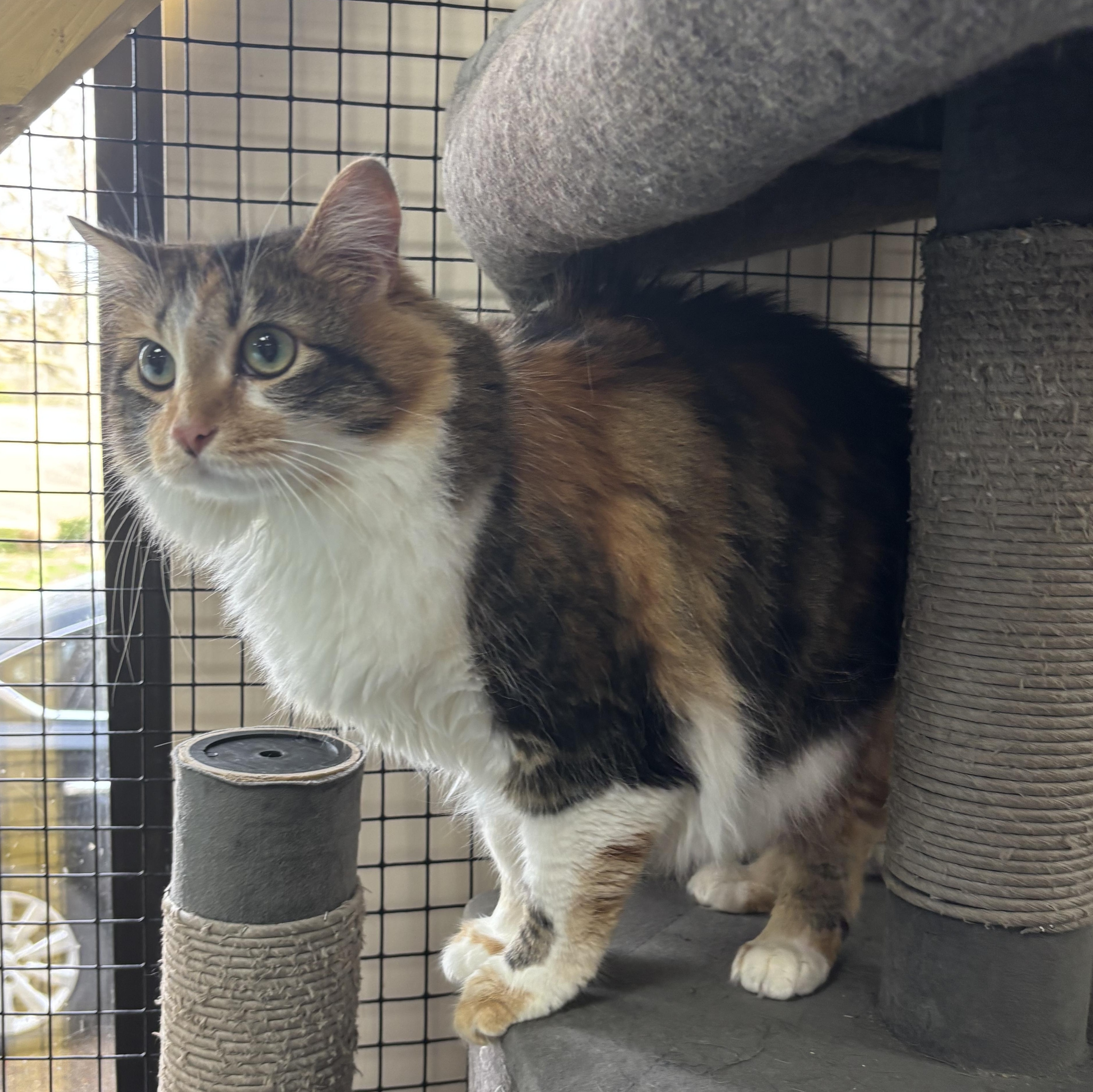 Enlarge Priscilla , a ADOPTABLE Domestic Long Hair in Collierville, TN image 3/3