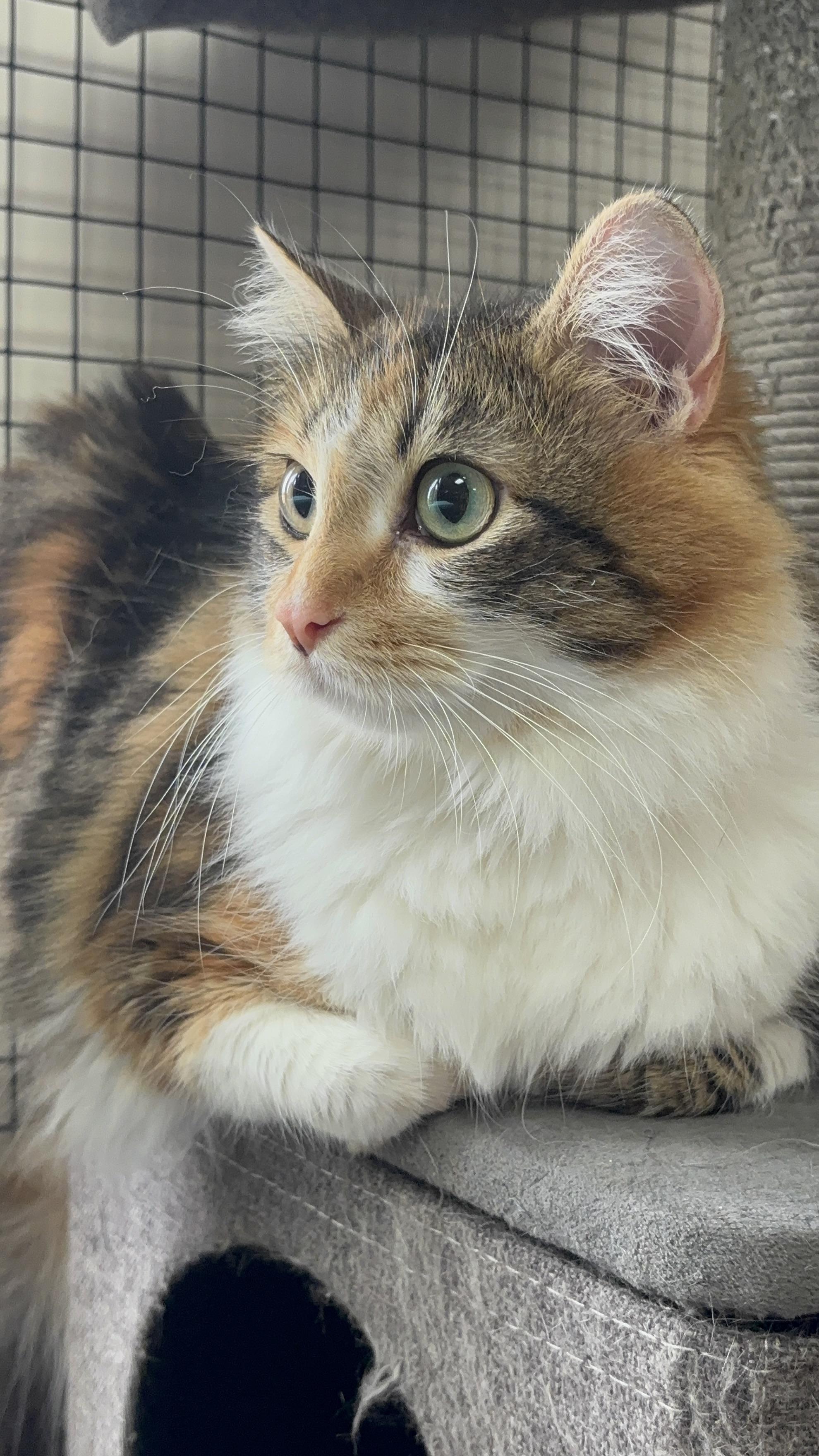 Priscilla , ADOPTABLE, Young Female Domestic Long Hair.