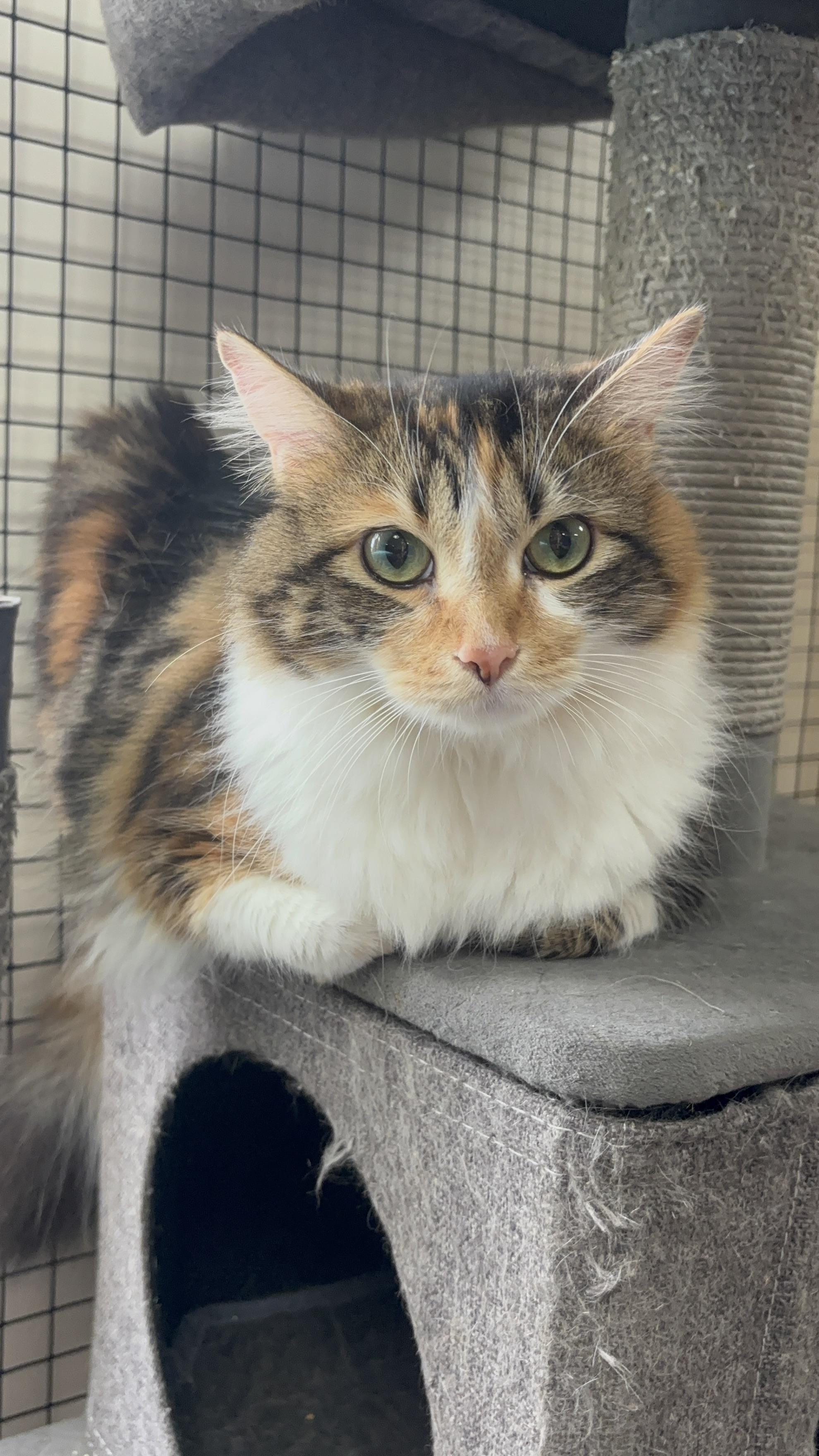 Enlarge Priscilla , a ADOPTABLE Domestic Long Hair in Collierville, TN image 2/3