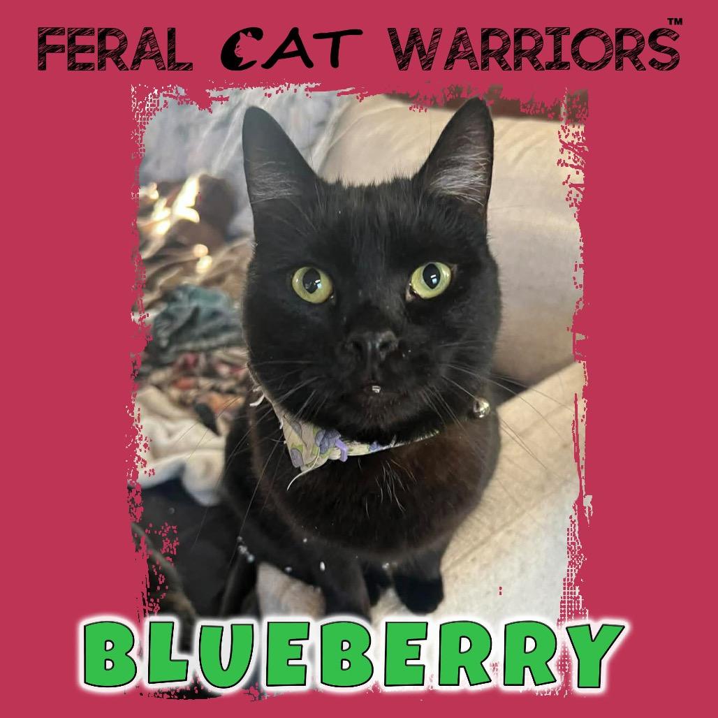 Blueberry, Adoptable, Adult Male Domestic Short Hair.