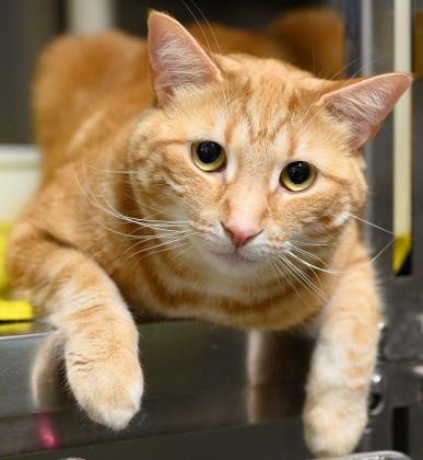 Enlarge Goose (aka Boston), a Adopted Domestic Short Hair in Oakville, ON image 1/1