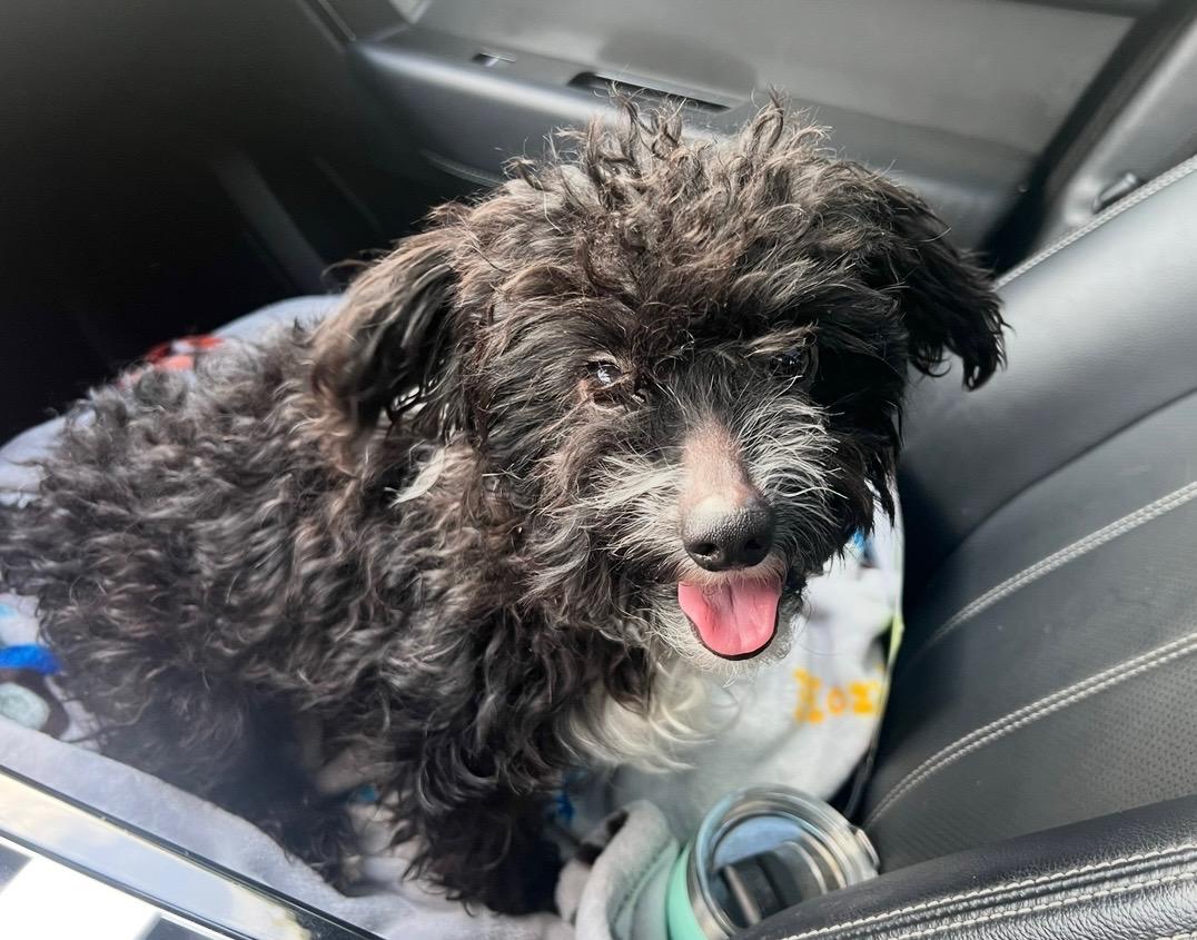 Gerold, adoptable, Young Male Maltese & Miniature Poodle.