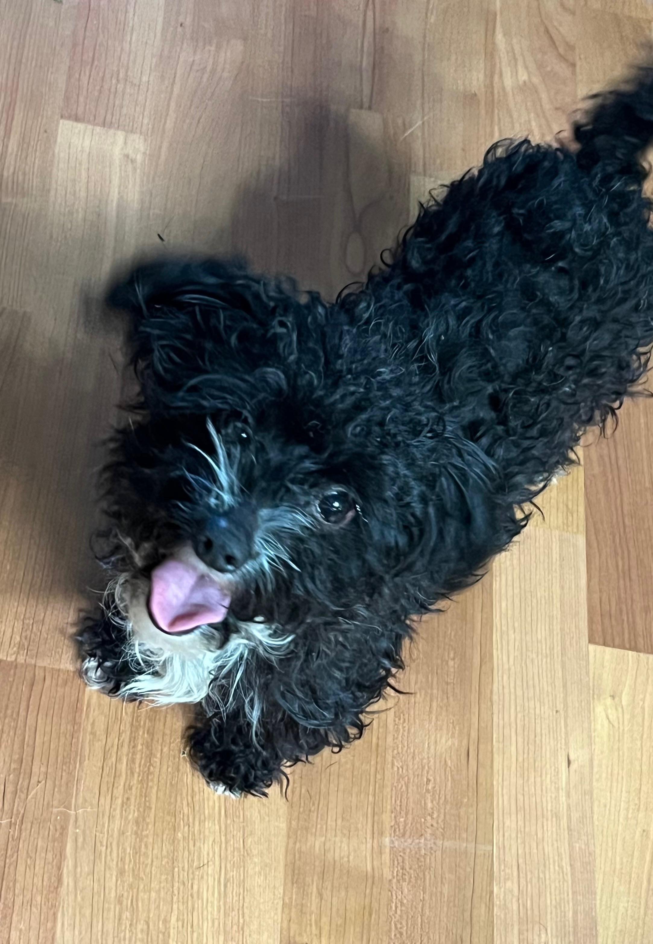 Enlarge Gerold, an adoptable mixed breed in Phoenix, AZ image 2/3