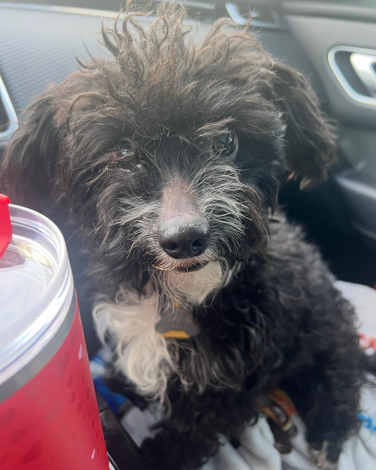 Enlarge Gerold, an adoptable mixed breed in Phoenix, AZ image 3/3