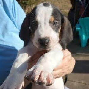 Enlarge Howler(The Howlers), a Adoptable mixed breed in Lenoir, NC image 1/1