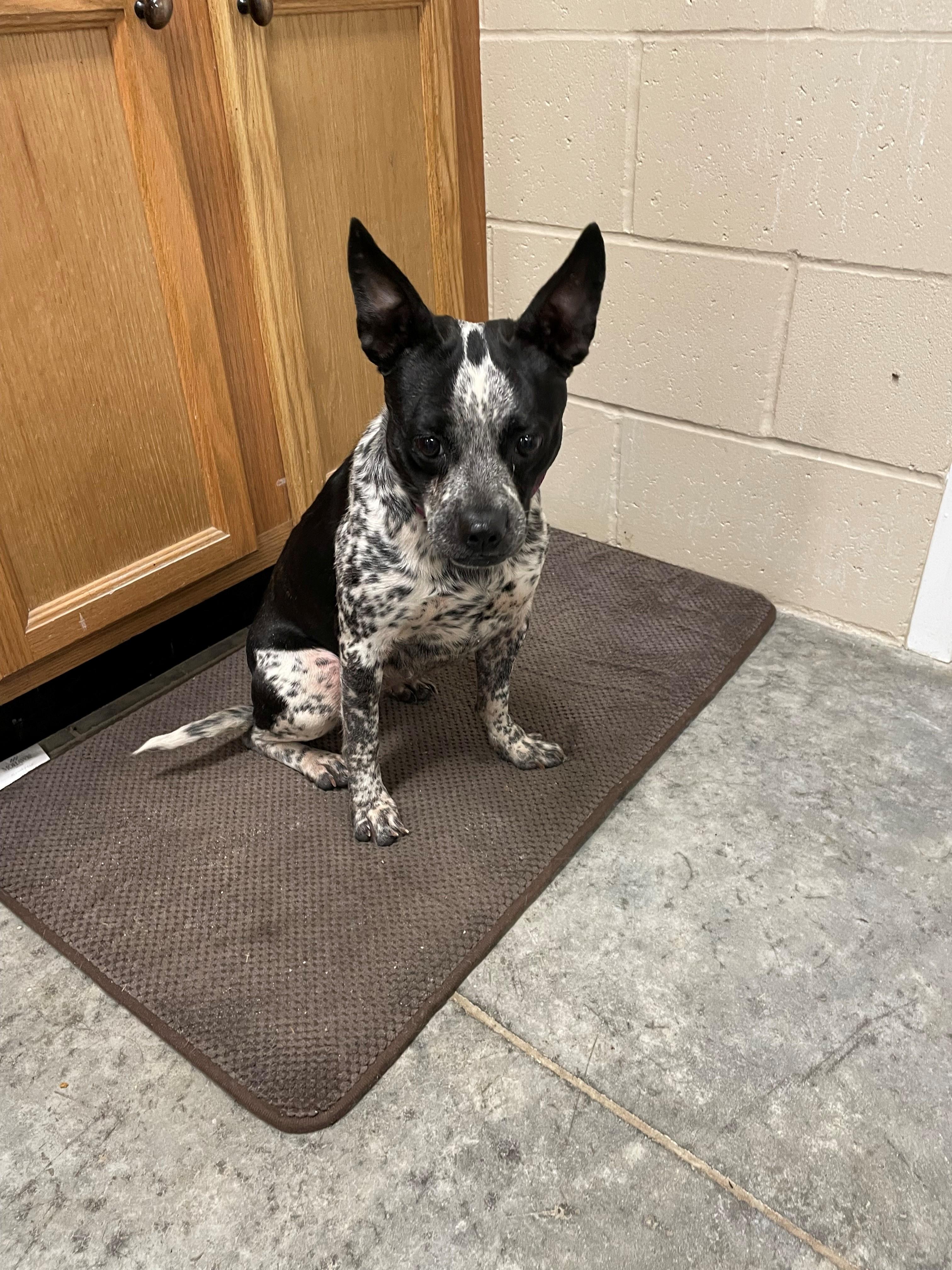 Canyon, adopted, Young Female Cattle Dog & Terrier.