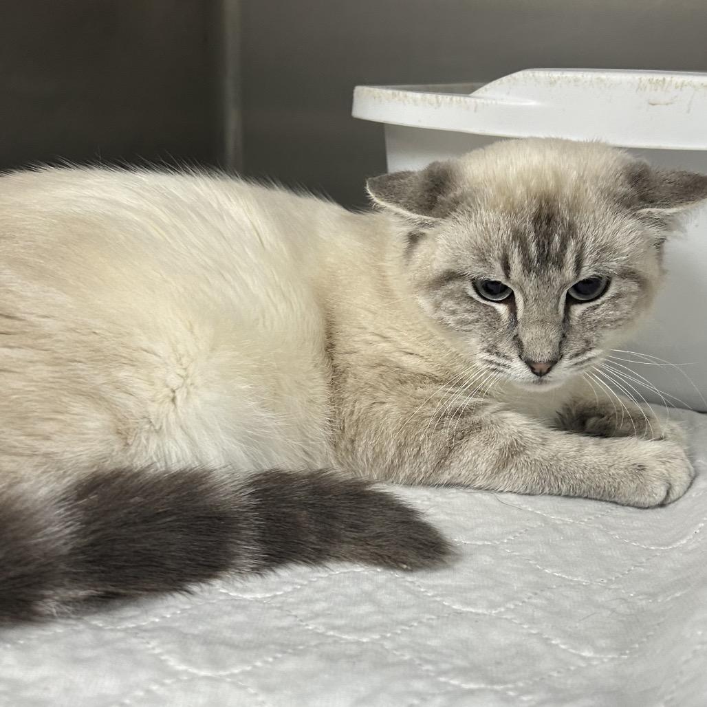 Clooney, a Adoptable mixed breed in St. Peters, MO image 2/4