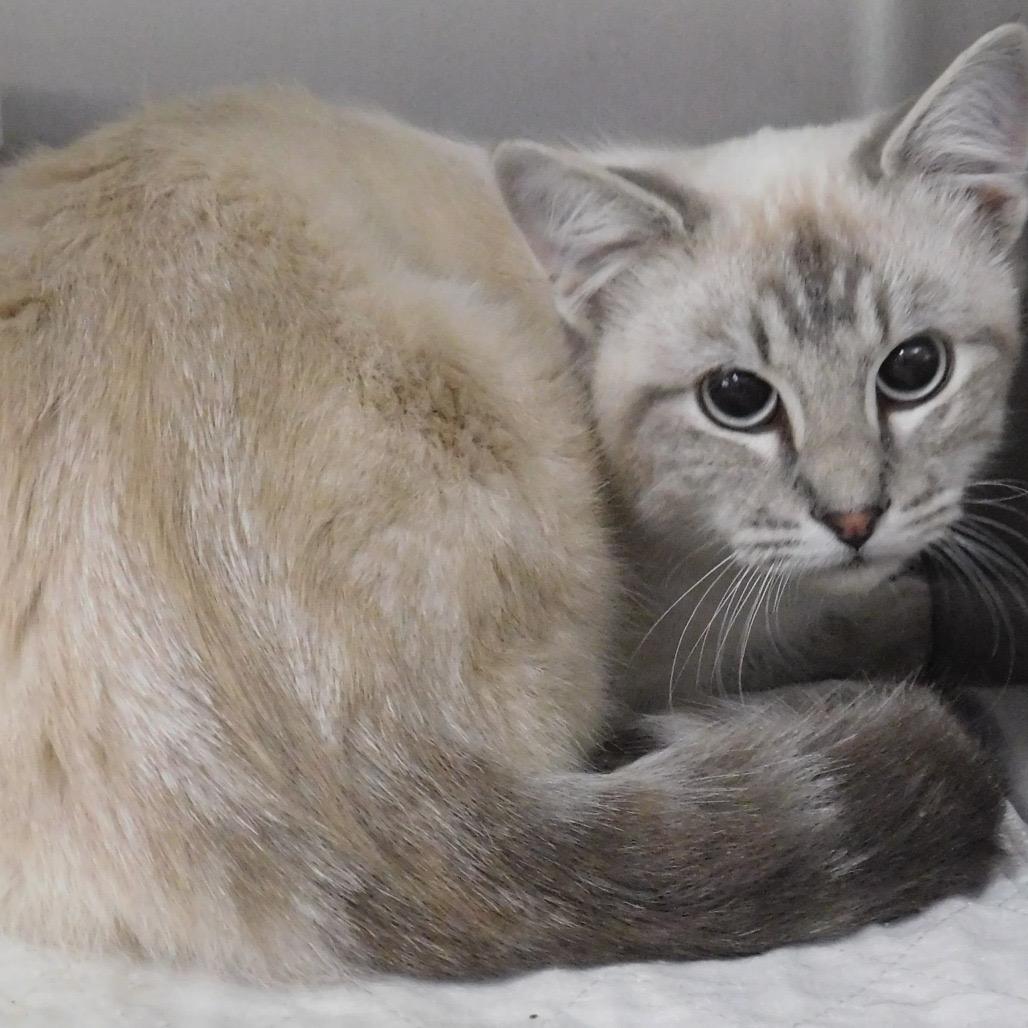 Clooney, a Adoptable mixed breed in St. Peters, MO image 3/4