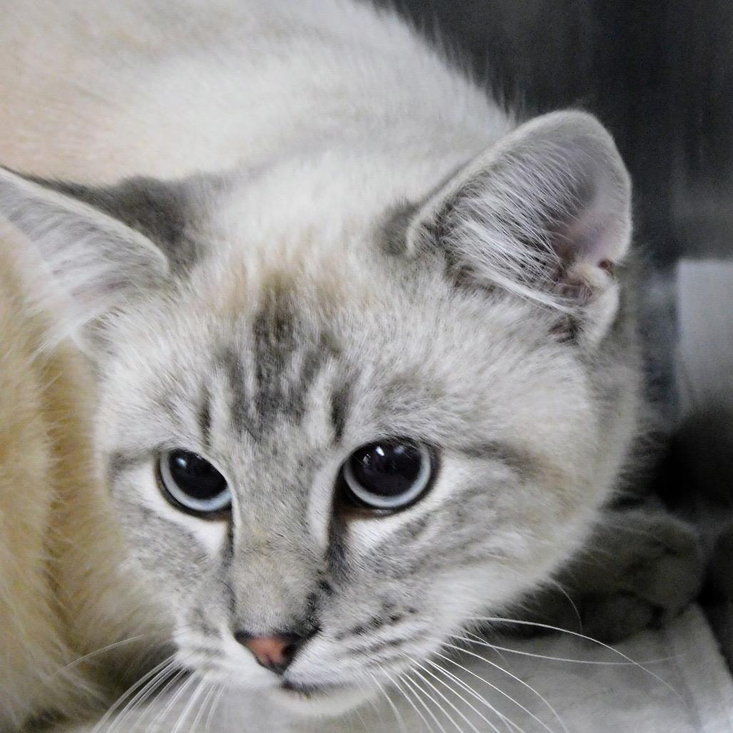 Clooney, a Adoptable mixed breed in St. Peters, MO image 4/4