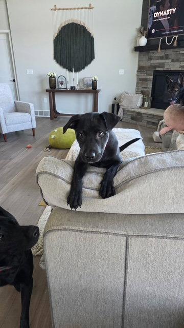 **PEACHES**, Adoptable, Puppy Female Labrador Retriever.
