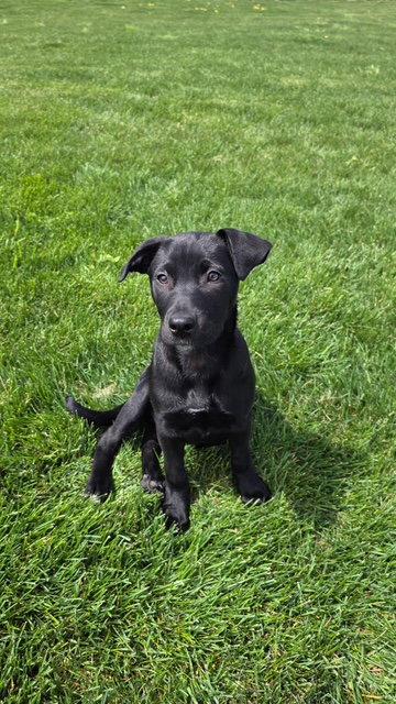Enlarge **PEACHES**, a Adoptable Labrador Retriever in North Prairie, WI image 2/3