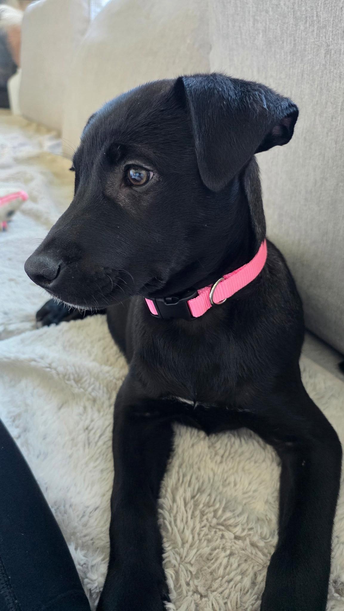 Enlarge **PEACHES**, a Adoptable Labrador Retriever in North Prairie, WI image 3/3