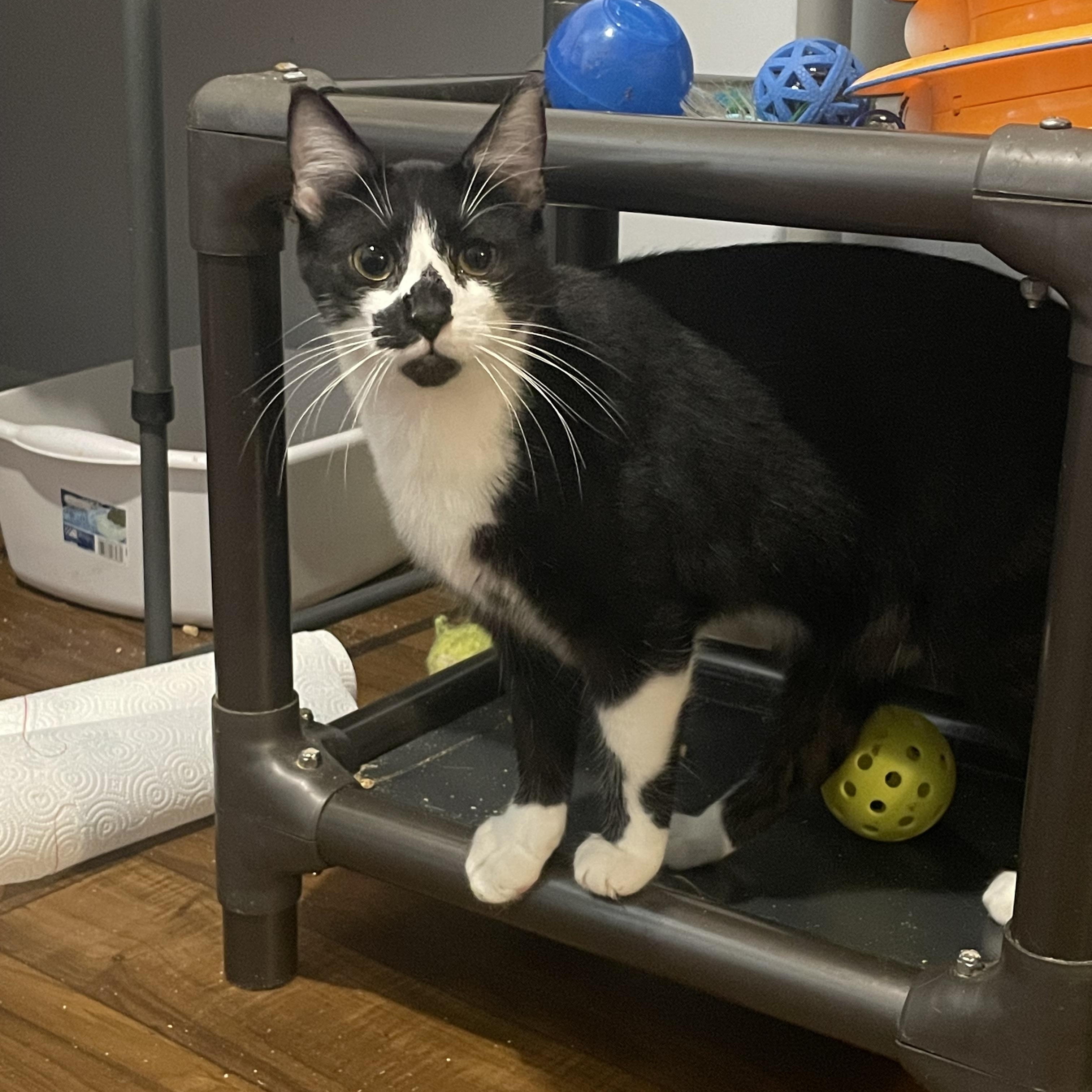 Weezer, Adoptable, Adult Male Domestic Short Hair.