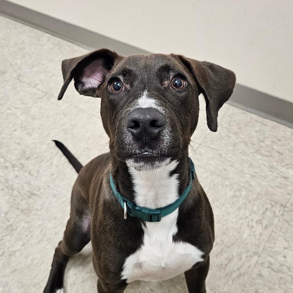 Phillip, a Adoptable mixed breed in Chatham, VA image 1/2