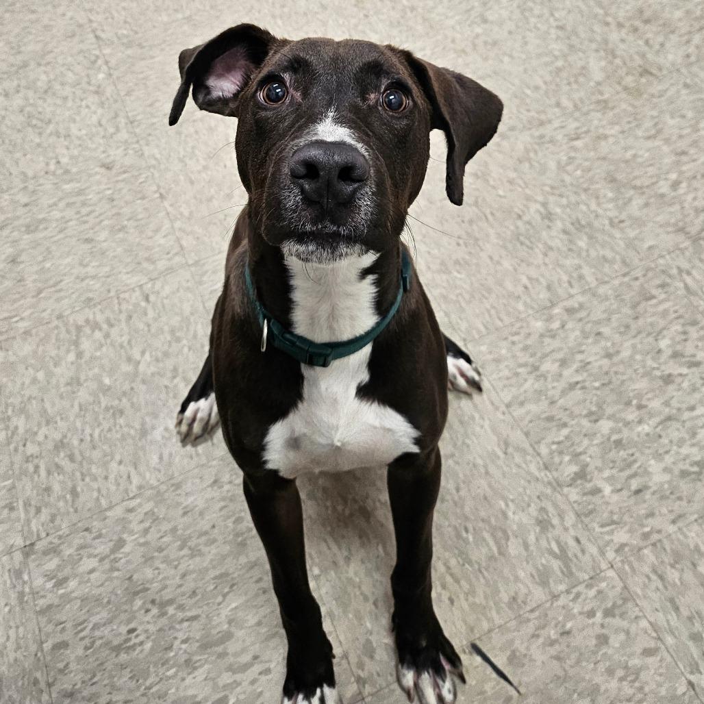 Phillip, a Adoptable mixed breed in Chatham, VA image 2/2