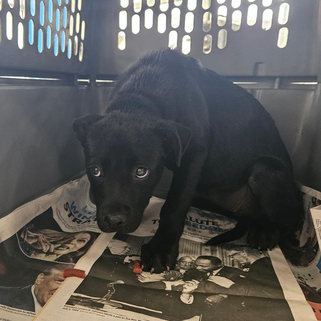 Enlarge Silvie, a Adoptable Pit Bull Terrier in Montgomery, AL image 2/4