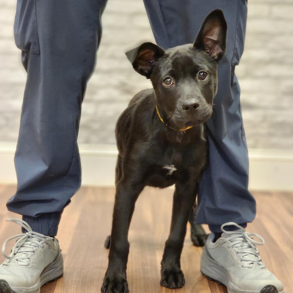 Enlarge Silvie, a Adoptable Pit Bull Terrier in Montgomery, AL image 3/4