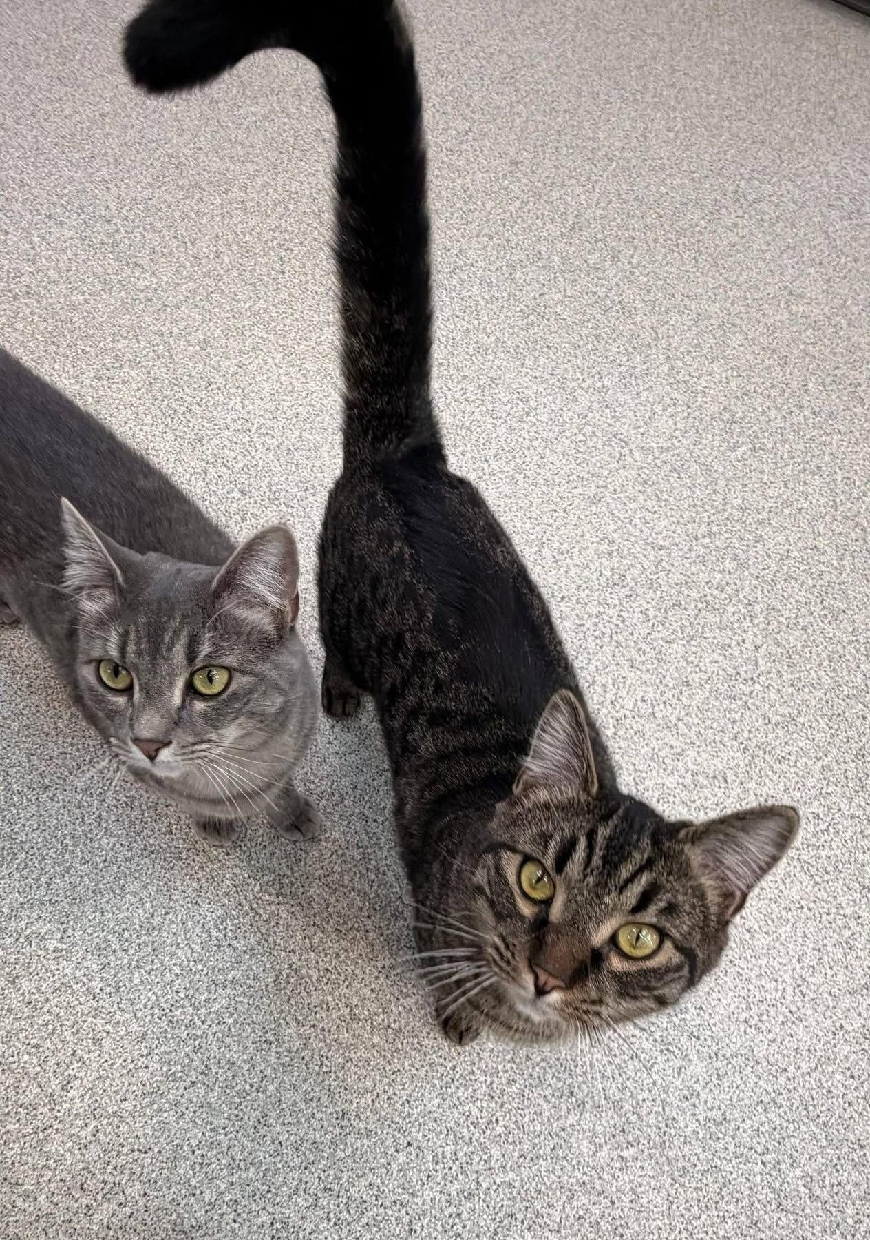 Enlarge Smokey & Taylor , a ADOPTABLE Domestic Short Hair in Charlestown, RI image 1/4