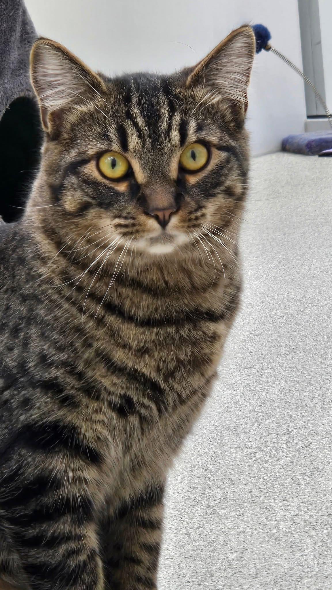 Enlarge Smokey & Taylor , a ADOPTABLE Domestic Short Hair in Charlestown, RI image 3/4