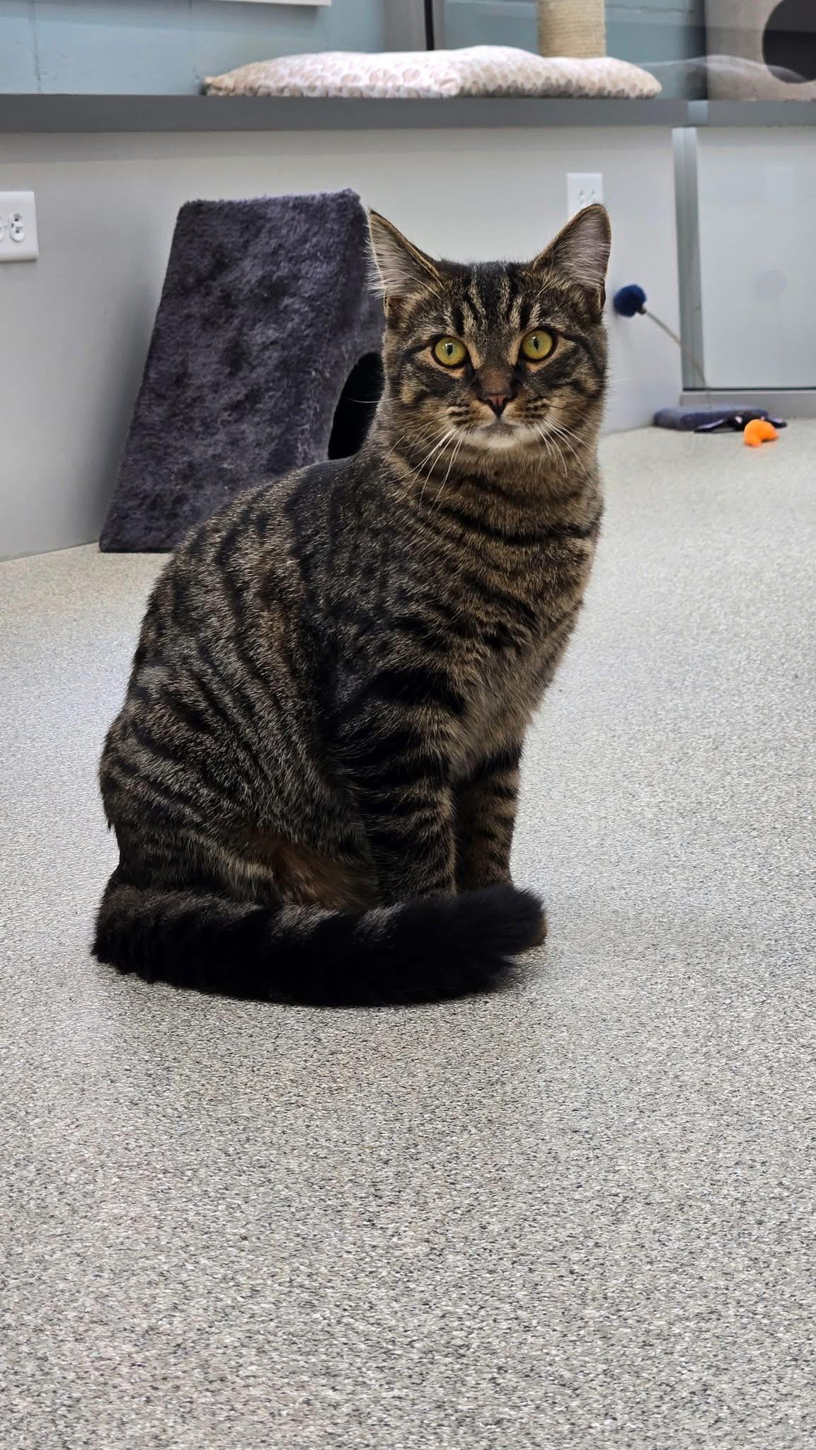 Enlarge Smokey & Taylor , a ADOPTABLE Domestic Short Hair in Charlestown, RI image 4/4